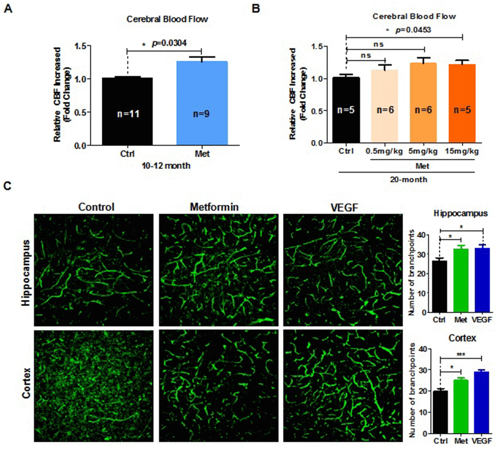 Metformin restores brain vascular integrity of old mice. (A) Fold-change relative to the control group (n = 11) in cerebral blood flow (CBF) response to contralateral whisker stimulation was significantly increased in 10–12-month-old mice treated with metformin (n = 9). (B) Fold-change relative to the control group in CBF response to contralateral whisker stimulation was significantly increased in 20-month-old mice treated with metformin, and exhibited a dose-dependent tendency (number of mice in control group, n = 5; in 0.5mg/kg group, n = 6; in 5mg/kg group, n = 6; in 15mg/kg group, n = 5). (C) (left) 3D reconstruction of the hippocampus dentate gyrus and cortex zone vasculature generated by confocal imaging of 100 μm thick sections. (right) Quantification of blood vessel branchpoint per field in the hippocampus dentate gyrus and cortex of metformin, vascular endothelial growth factor (VEGF), and control groups (every treated group n ≥ 3). Scale bar = 100 μm. Ctrl: Control; Met: Metformin. The overall significance between two groups was determined by Student’s t-test, among three group was determined by one-way ANOVA. * p p p 
