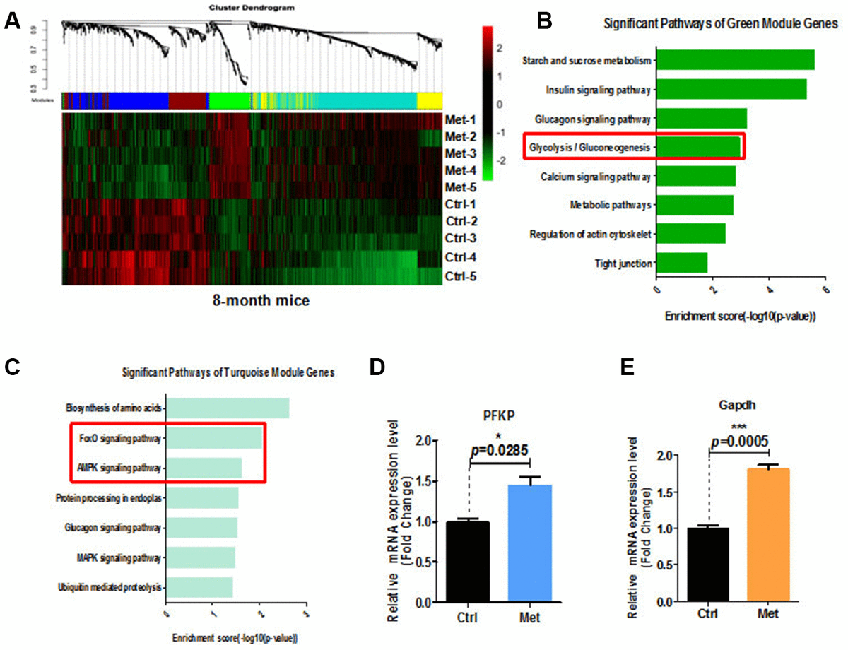 metformin-improves-cognition-of-aged-mice-by-promoting-cerebral-angiogenesis-and-neurogenesis