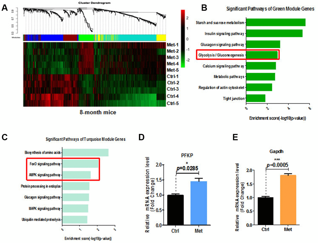 Transcriptome analysis of blood of 8-month-old mice treated with metformin. (A) Heatmap of differentially expressed genes in the blood of 8-month-old mice treated with metformin. (B) and (C) KEGG pathway analysis of green and turquoise modules. (D) Relative PFKP mRNA expression in hippocampal tissue from metformin-treated mice. (E) Relative GAPDH mRNA expression in hippocampal tissue from metformin-treated mice (every treated group n ≥ 3). Ctrl: Control; Met: Metformin. The overall significance between two groups was determined by Student’s t-test. * p p p 