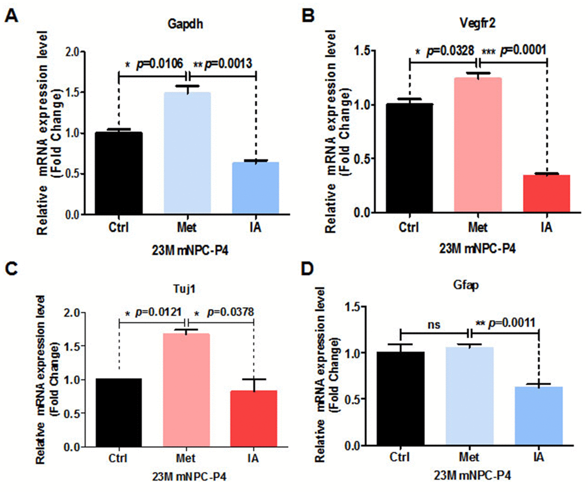 metformin-improves-cognition-of-aged-mice-by-promoting-cerebral-angiogenesis-and-neurogenesis