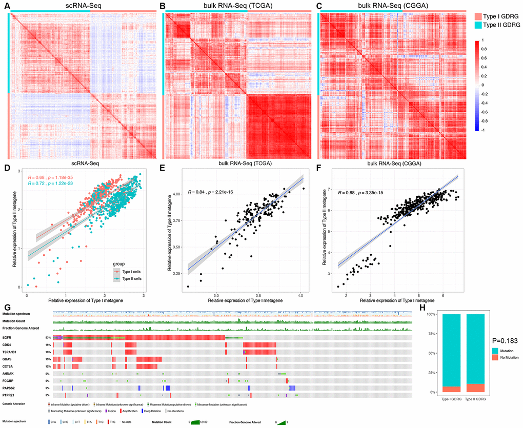 Correlation analysis and somatic mutation analysis of the two subtypes of GDRGs. The correlation heatmaps, which were generated to determine whether the observed GBM cell subsets could be identified using bulk RNA-seq data, demonstrated that the type I GDRGs were highly correlated in both scRNA-seq data (A) and bulk RNA-seq data, including the TCGA (B) and CGGA cohorts (C). The same result was observed for the type II GDRGs (A–C). The correlation analysis demonstrated that the expression of type I and type II metagenes was significantly correlated in both scRNA-seq data (D) and bulk RNA-seq data, including the TCGA (E) and CGGA cohorts (F). (G) OncoPlot analysis of the somatic mutation status of the GDRGs in the TCGA cohort revealed the top 9 mutated genes with mutation frequencies ≥ 5%. (H) Mutation frequencies of type I and type II GDRGs. A total of 246 genes (92.8%) were mutated in type I GDRGs, and 262 genes (89.4%) were mutated in type II GDRGs (P=0.183).