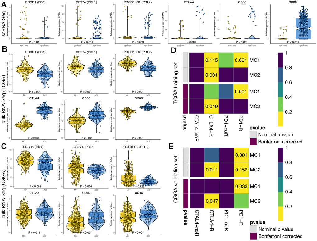 Predictions of the immunotherapy response in GBM patients. The violin plots present the expression of 6 principal immune checkpoint molecules, namely, PDCD1 (PD1), CD274 (PDL1), PDCD1LG2 (PDL2), CTLA4, CD80, and CD86, in scRNA-seq data (A) and bulk RNA-seq data, including the TCGA (B) and CGGA cohorts (C). Subclass mapping analysis was used to predict the likelihood of the clinical response to anti-PD1 and anti-CTLA4 therapy for MC1 and MC2 GBM patients from the TCGA (D) and CGGA (E) cohorts. R represents immunotherapy responders, while noR represents immunotherapy nonresponders. A Bonferroni-corrected P value 