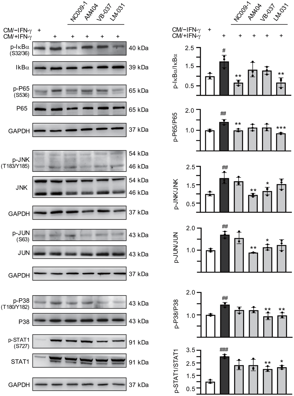 Effects of the tested compounds on IL-1β- and TNF-α-mediated pathways in inflamed ATXN3/Q75-GFP SH-SY5Y cells. Retinoic acid (10 μM)-differentiated ATXN3/Q75-GFP SH-SY5Y cells were treated with the tested compound (10 μM) for 8 h, followed by inducing ATXN3/Q75 expression for 6 days, with retinoic acid removal and HMC3 conditioned medium addition (CM/+IFN-γ or CM/–IFN-γ, 1:1 ratio) for the last 2 days. IL-1β-mediated pathways including IκBα (S32/36), P65 (S536), JNK (T183/Y185), JUN (S63), P38 (T180/Y182), and STAT1 (S727) ratios were examined (n = 3). To normalize, the relative phospho/total ratio of cells without CM stimulation was set at 100%. P values: comparisons between cells stimulated with CM/+IFN-γ and CM/–IFN-γ (#: P ##: P ###: P P P P post hoc Tukey test).