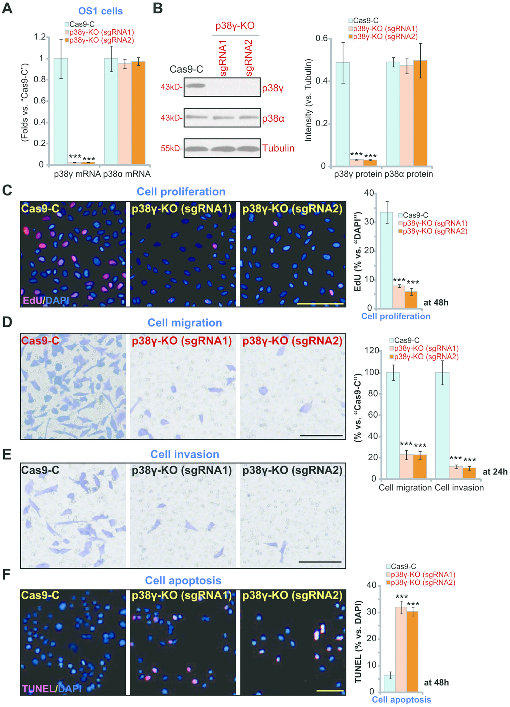 p38γ KO inhibits human OS cell progression in vitro. Expression of listed genes in the stable monoclonal OS1 cells, with the empty vector (“Cas9-C”) or the applied lenti-CRISPR/Cas9-p38γ-KO construct (with verified sgRNA, “sgRNA-1/-2”) was tested by qPCR and Western blotting assays (A, B). Cells were further cultured for applied time periods, cell proliferation (by measuring EdU ratio, C), migration (“Transwell” assay, D), invasion (“Matrigel Transwell” assay, E) and apoptosis (by measuring nuclear TUNEL ratio, F) were tested, and results quantified. Expression of listed proteins was quantified and normalized to the loading control (B). Data presented as mean ± standard deviation (SD, n=5). *** pC–F).