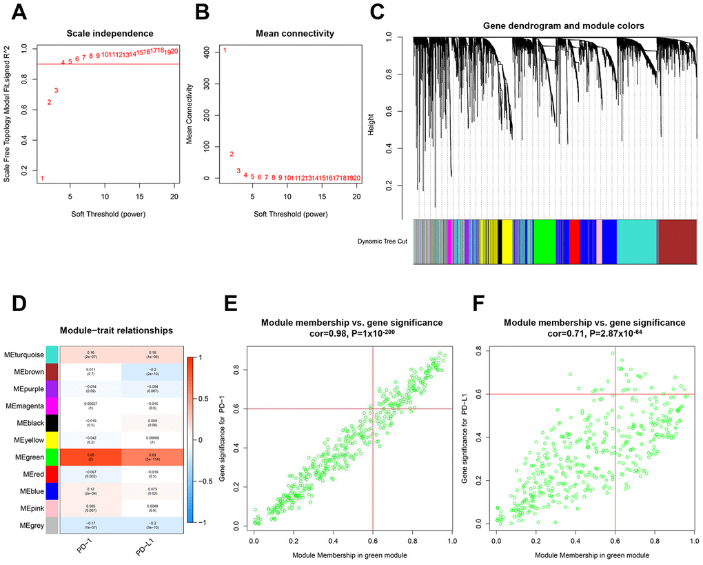 Identification of hub gene clusters that expressed with PD-1 or PD-L1 by WGCNA. (A) Plots visualize the scale-free topology fitting index. (B) The mean connection in different soft thresholds. (C) Branches of the hierarchical clustering dendrogram correspond to gene modules. (D) Heatmap of correlation between modules, eigengenes, and PD-1/PD-L1. Scatter plots visualize correlation between module membership in the Megreen module and gene signification for PD-1 (E) and PD-L1 (F). WGCNA, weighted gene co-expression network.