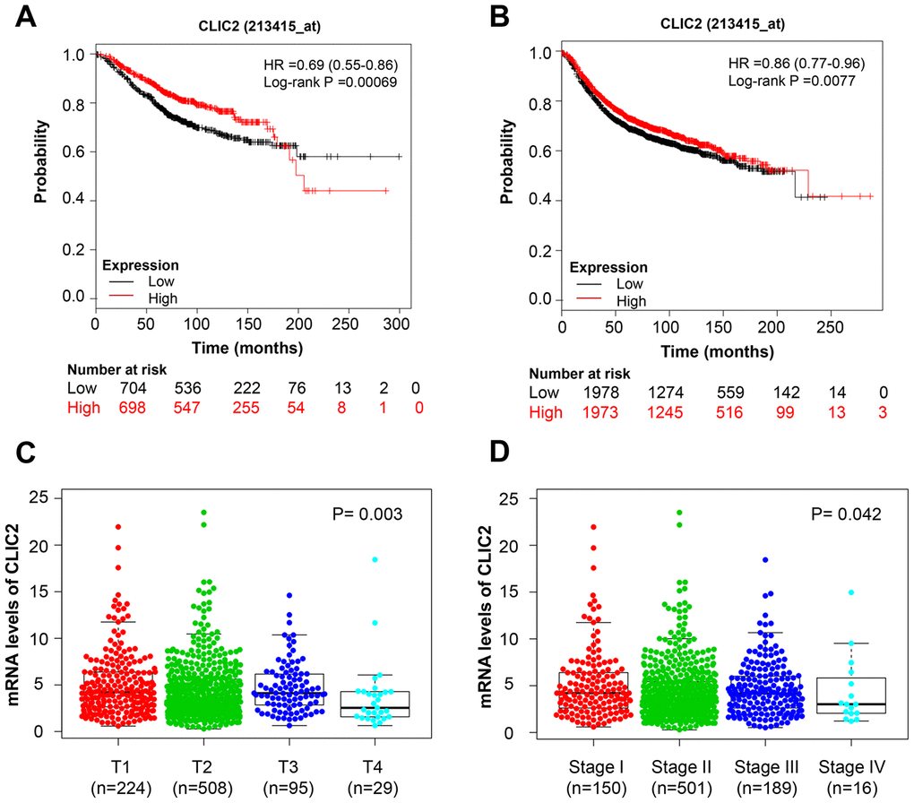CLIC2 was associated with BC disease state and prognosis. Kaplan-Meier estimation of OS (A) and RFS (B) of TCGA BC patients grouped by CLIC2 expression. Gene CLIC2 expression profiles in BC with different tumor diameter (C) and in different stages (D). BC, breast cancer; OS, overall survival; PFS, progression-free survival.