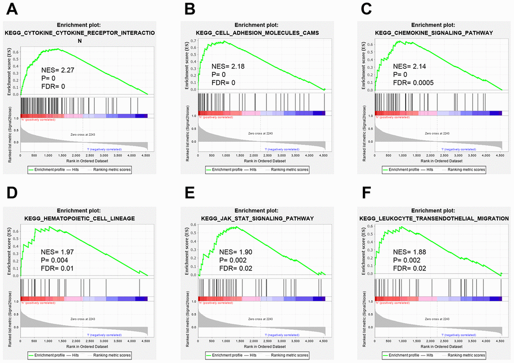 GSEA analysis of BC grouped by CLIC2 expression. GSEA was performed on RNA-Seq profiles of 1,053 breast cancer grouped by CLIC2 expression (high CLIC2 expression, n = 526; low CLIC2 expression, n = 527), and the top-ranked signatures were showing. (A) cytokine-cytokine receptor interaction; (B) cell adhesion molecules CAMs; (C) chemokine signaling pathway; (D) hematopoietic cell lineage; (E) JAK-STAT signaling pathway; (F) leukocyte transendothelial migration. GSEA, gene set enrichment analysis.