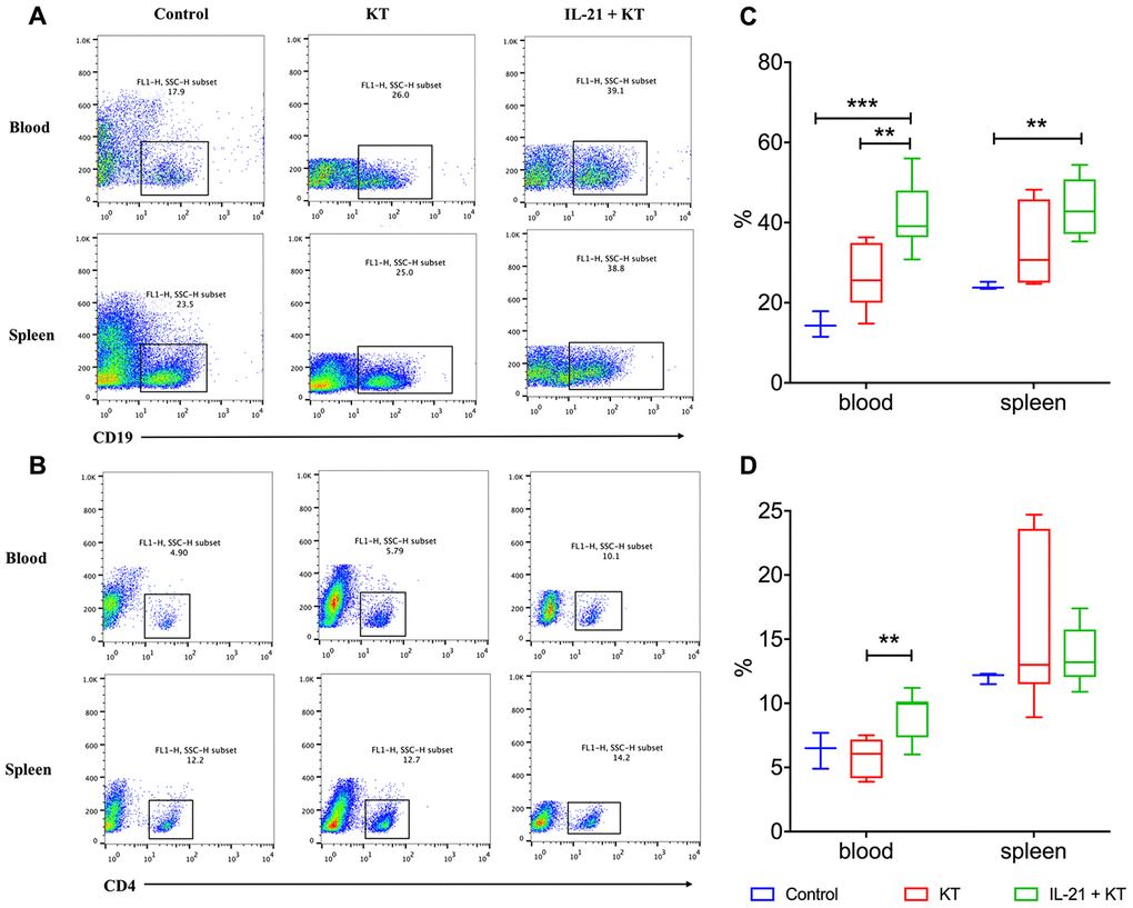 Exogenous IL-21 induces B cell and T cell proliferation. Flow cytometry analysis to measure CD19+ B (A) and CD4+ T (B) lymphocytes in the peripheral blood and spleen of recipients and controls. Distribution of proportions of CD4+ T cells (C) and CD19+ B cells (D) of total lymphocytes on day 7 post-transplantation. Boxes and whiskers represent minimum to maximum of all the data. **P P 
