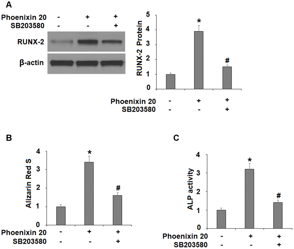 The effects of Phoenixin 20 in osteoblast differentiation is mediated by p38. Cells were cultured in osteogenic medium containing phoenixin 20 (15 nM) with or without SB203580 (10μM) for 14 days. (A) Protein of RUNX-2; (B) Alizarin Red S staining; (C) ALP activity (*, #, P