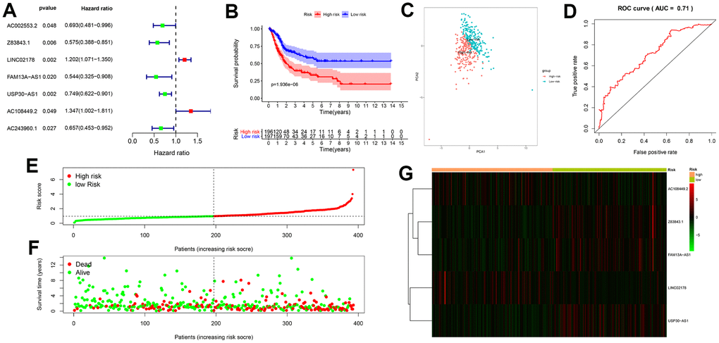 Construction and validation of the autophagy-related lncRNA prognostic signature in BCLA patients. (A) The univariate Cox regression analysis results show that 7 autophagy-related lncRNAs, AC002553.2, Z83843.1, LINC02178, FAM13A−AS1, USP30−AS1, AC108449.2 and AC243960.1, correlate with overall survival (OS) of BCLA patients from the TCGA database. (B) Kaplan–Meier survival curve analysis shows that survival time of patients with high-risk scores based on the autophagy-related lncRNA prognostic signature is significantly shorter than those with low-risk scores. (C) Principal components analysis (PCA) based on the confirmed five autophagy-related lncRNAs showed two significantly different distribution patterns between high-risk and low-risk groups. (D) Receiver operating characteristic (ROC) curve analysis shows the accuracy of the autophagy-related lncRNA prognostic signature in predicting survival times (prognosis) of BCLA patients from the TCGA database. (E) Distribution of risk scores of high- and low-risk BCLA patients based on the autophagy-related lncRNA prognostic signature. (F) Scatter plot shows the correlation between survival time and risk score of BCLA patients based on the autophagy-related lncRNA prognostic signature. (G) Heatmap shows that high-risk patients expressed higher levels of risk factors (AC108449.2 and LINC02178), while low-risk patients expressed higher levels of protective factors (Z83843.1, FAM13A−AS1 and USP30−AS1).