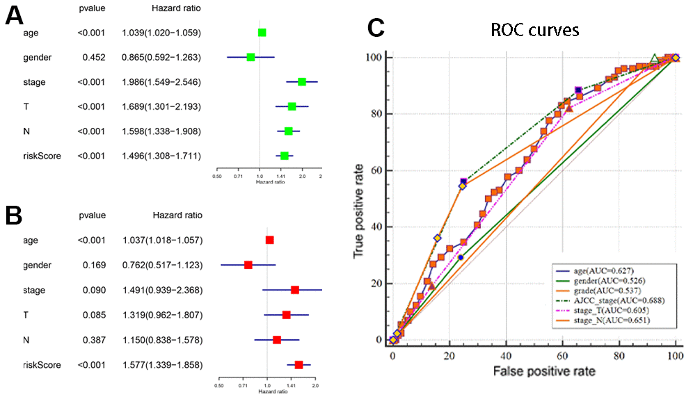 Estimation of the prognostic accuracy of the autophagy-related lncRNA prognostic signature and other clinicopathological variables in the BCLA patients. (A) Univariate Cox regression analysis shows the correlation between overall survival and various clinicopathological parameters such as age, gender, AJCC stage, T stage, N stage and the autophagy-related lncRNA prognostic signature risk score. The remaining parameters (P B) Multivariate Cox regression analysis shows that age and risk score (P C) Receiver operating characteristic (ROC) curve analysis shows the prognostic accuracy of clinicopathological parameters such as age, AJCC stage, T stage, N stage and autophagy-related lncRNA prognostic risk score.