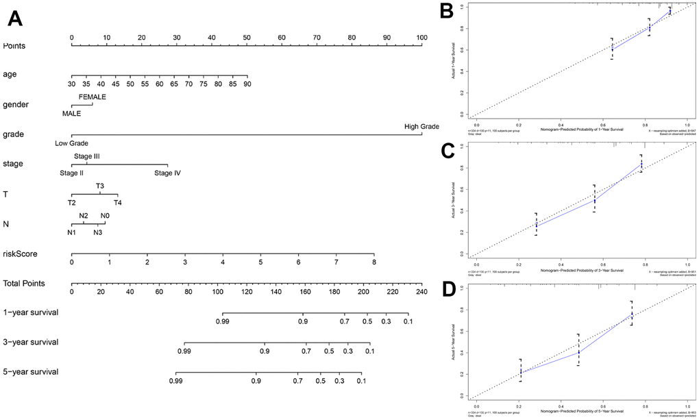 Construction and validation of the prognostic nomogram with autophagy-related lncRNA prognostic signature risk score as one of the parameters. (A) The predicted 1-, 3-, 5-year survival rates of BCLA patients based on the prognostic nomogram constructed using the risk score from autophagy-related lncRNA prognostic signature and clinicopathological parameters such as age, AJCC stage, T stage, N stage is shown. (B–D) Calibration curves show the concordance between predicted and observed (B) 1-year, (C) 3-year, and (D) 5-year survival rates of high- and low-risk BCLA patients based on the prognostic nomogram after bias correction.