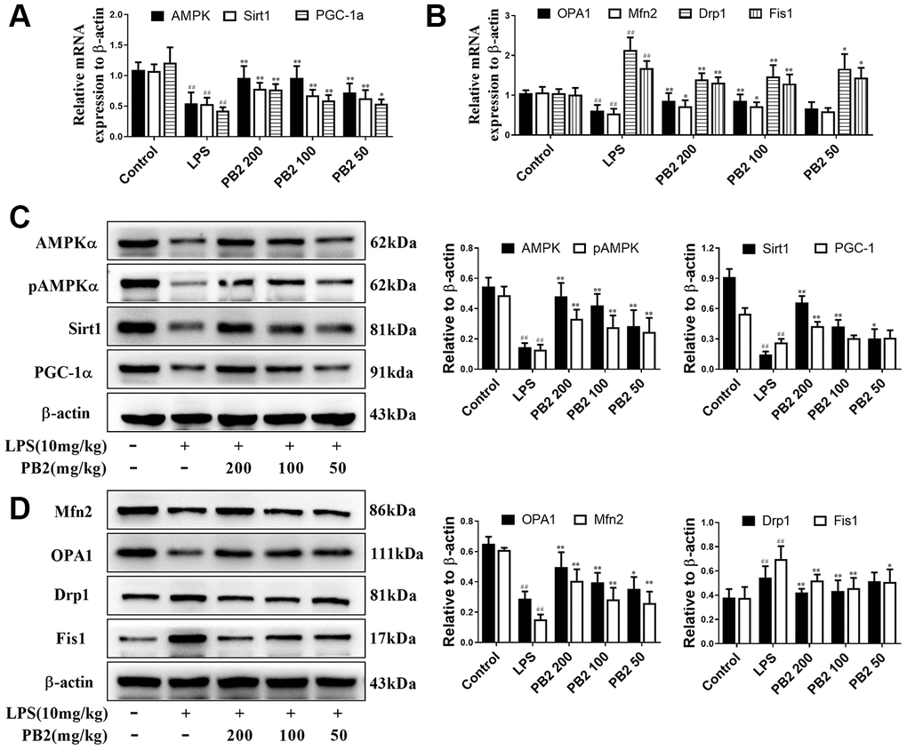 Effects of PB2 on mitochondrial biogenesis and fusion/fission (n = 8). The mRNA of AMPK, Sirt1 and PGC-1α (A), OPA1, Mfn2, Drp1 and Fis1 (B); expressions of AMPK, Sirt1, PGC-1α, OPA1, Mfn2, Drp1 and Fis1, and semi-quantification (C, D). #P ≤ 0.05, ##P ≤ 0.01 compared to control mice; *P ≤ 0.05, **P ≤ 0.01 compared to LPS challenged alone.