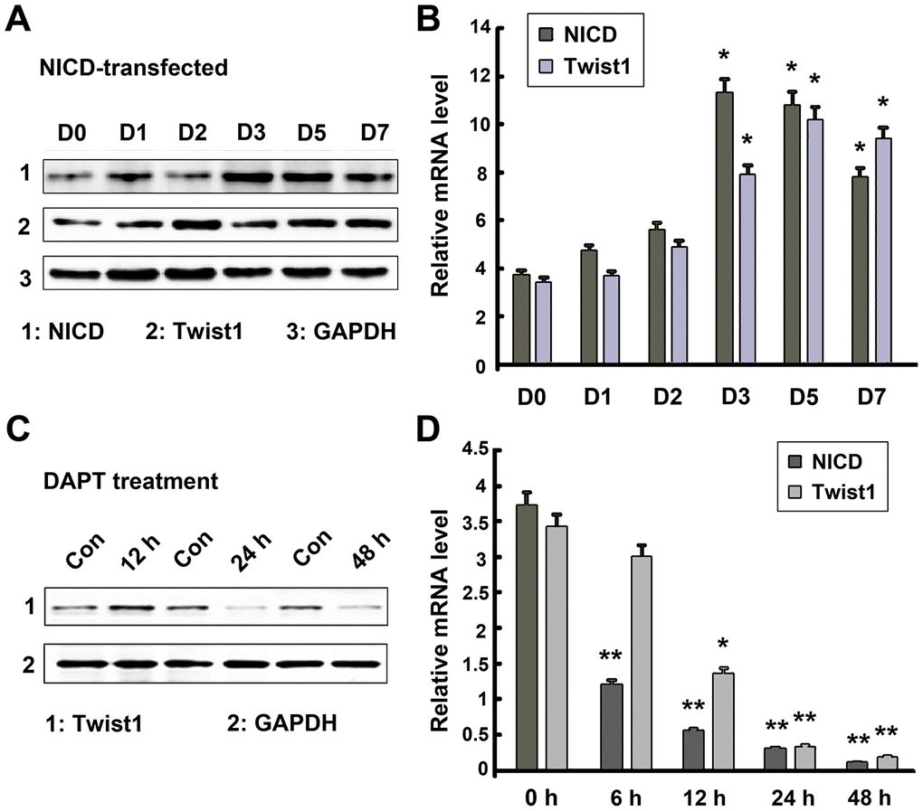 Regulatory relationship of Notch and Twist1 in GSCs. (A, B) Twist1 protein and mRNA levels were significantly increased following NICD lentiviral transduction from day 2-7, while NICD expression level was induced from day 1-7. (C, D) A significant decrease in the levels of NICD and Twist1 protein and mRNA expression in GSCs after treatment with DAPT. Data are presented as the mean ± SD. *: P P 