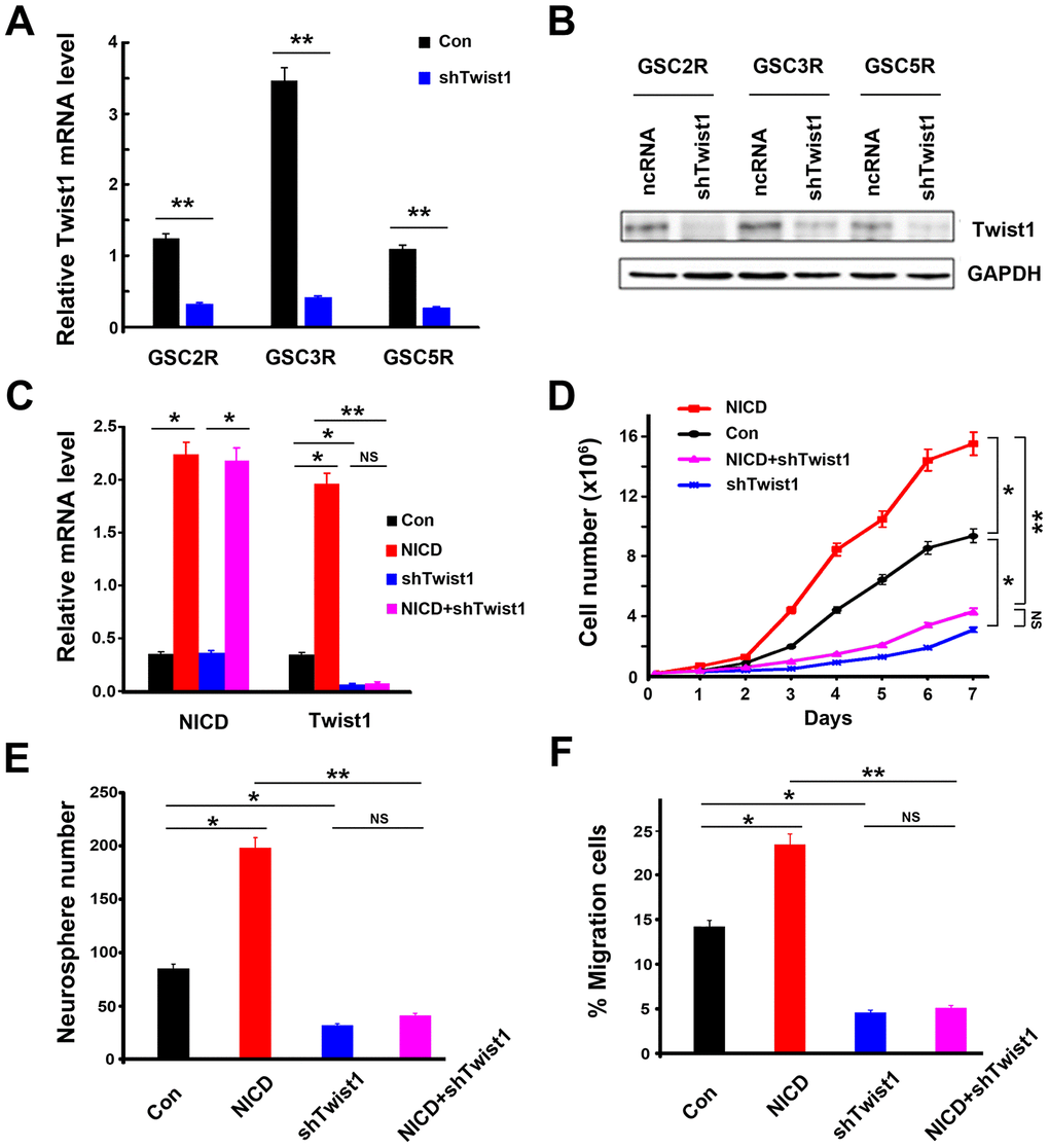 Suppression of Twist1 in GSCs inhibited cell proliferation and migration ability in GSCs. (A) The levels of mRNA expression and (B) protein expression in shTwist1 treated-GSCs. (C) NICD and Twist1 mRNA expression, (D) cell proliferation ability, (E) neurosphere formation, and (F) cell migration ability in GSCs after transduction with NICD lentivirus or/and shTwist1. Data are presented as the mean ± SD. *: P P 