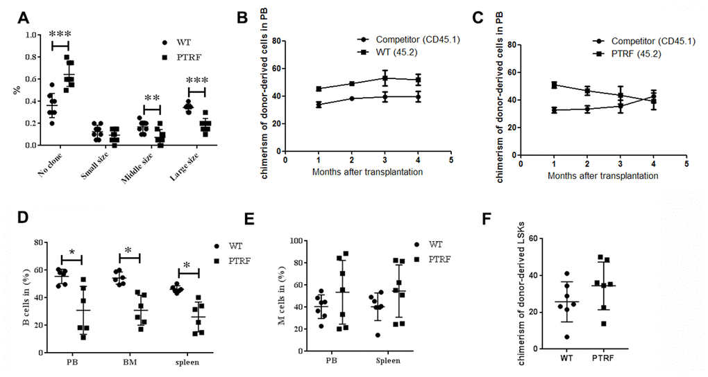 PTRF impairs HSCs function. (A) Frequency of colonies generated by LT-HSCs from PTRF and WT mice (n=3). (B) The percentage of CD45.2+ cells in the PB of irradiated recipient mice 4-, 8-, 12- and 16 weeks after transplantation with WT HSCs. (C) The percentage of CD45.2+ cells in the PB of irradiated recipient mice 4-, 8-, 12- and 16 weeks after transplantation with PTRF-overexpressing HSCs. (D, E) The percentage of donor-derived B (D) and M cells (E) from PTRF or WT mice in the BM of recipient mice at 16 weeks post-transplantation. (F) The percentage of donor-derived LSKs in the BM of recipient mice at 16 weeks post-transplantation. n=9 mice per group. Data represent the mean ± SD. *, P 