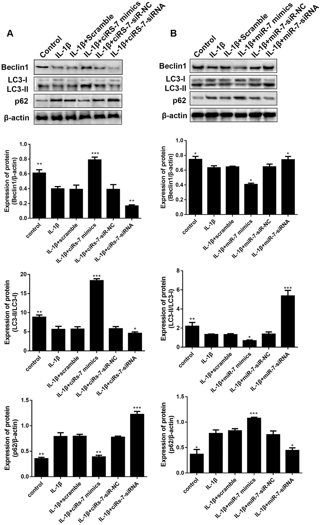 Effects of ciRS-7-related transfections (A) and miR-7-related transfections (B) on protein levels of autophagy-related Beclin1, LC3-II/I and p62. Data represent the mean ± SD (n=3), * p p p 