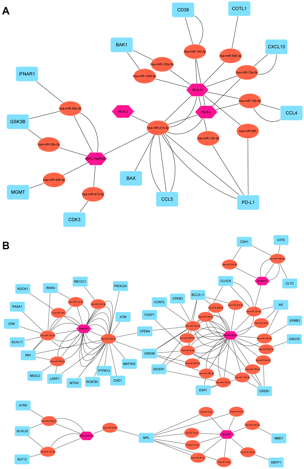 Pseudogene-miRNA-target gene regulatory networks. Nine pseudogenes together with binding miRNAs and target genes with |r| ≥ 0.3 and P A) and oncogene pseudogenes (B). Pink hexagons represented pseudogenes, which are located at the cores of the networks. Tomato ellipses and blue round rectangles stand for binding miRNAs and target genes, respectively.