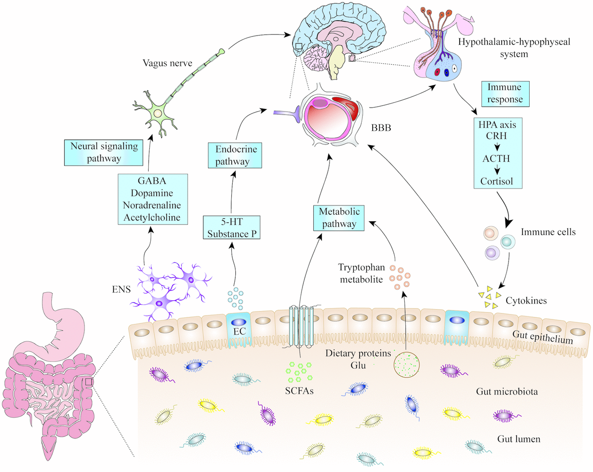 Perioperative neurocognitive dysfunction: thinking from the gut ...