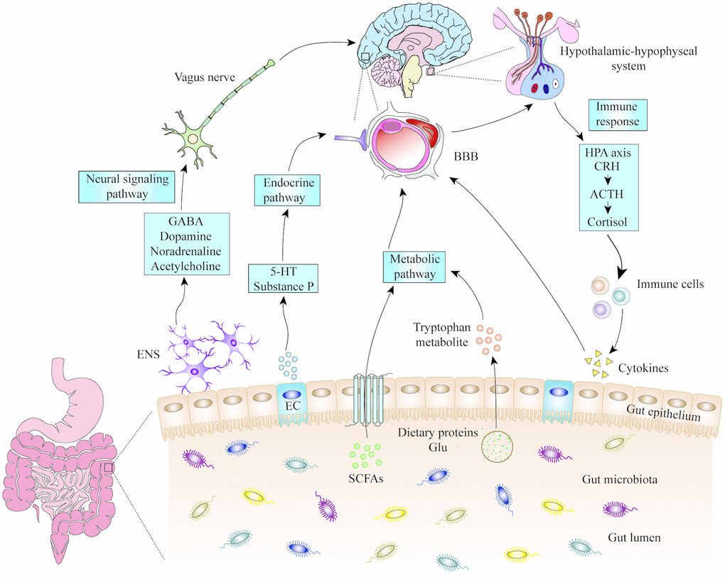The mechanisms of microbiota-gut-brain axis. Gut microbiota can influence the cognitive function of brain through neural signalling, endocrine, metabolic and immune pathways. 5-HT: 5-hydroxytryptamine; ACTH: adrenocorticotropic hormone; BBB: blood-brain barrier; CRH: corticotropin releasing hormone; EC: enteroendocrine cell; ENS: enteric nervous system; GABA: gamma amino butyric acid; Glu: glutamic acid; HPA: hypothalamic-pituitary-adrenal; SCFA: short-chain fatty acids.