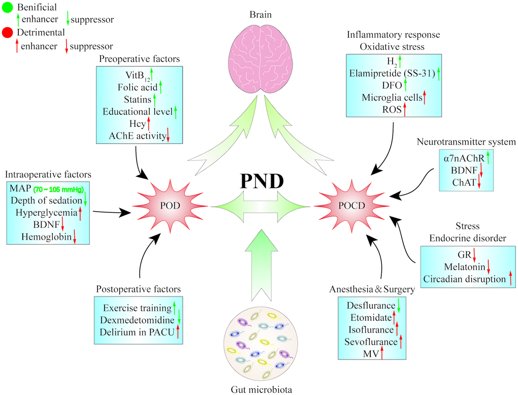 The pathogenesis of perioperative neurocognitive dysfunction. Postoperative delirium and postoperative cognitive dysfunction are two repensentive symptoms of perioperative neurocognitive dysfunction, and that multiple factors and pathways are probably involved in the pathogenesis of PND. α7 nAChR: α7 nicotinic acetylcholine receptor; AChE: acetylcholin esterase; BDNF: brain-derived neurotrophic factor; CHAT: choline acetylase; DFO: deferoxamine; GR: glucocorticoid receptor; Hcy: homocysteine; MAP: mean arterial pressure; MV: mechanical ventilation; PACU: postanaesthesia care unit; PND: perioperative neurocognitive dysfunction; POCD: postoperative cognitive dysfunction; POD: postoperative delirium; ROS: reactive oxygen species.