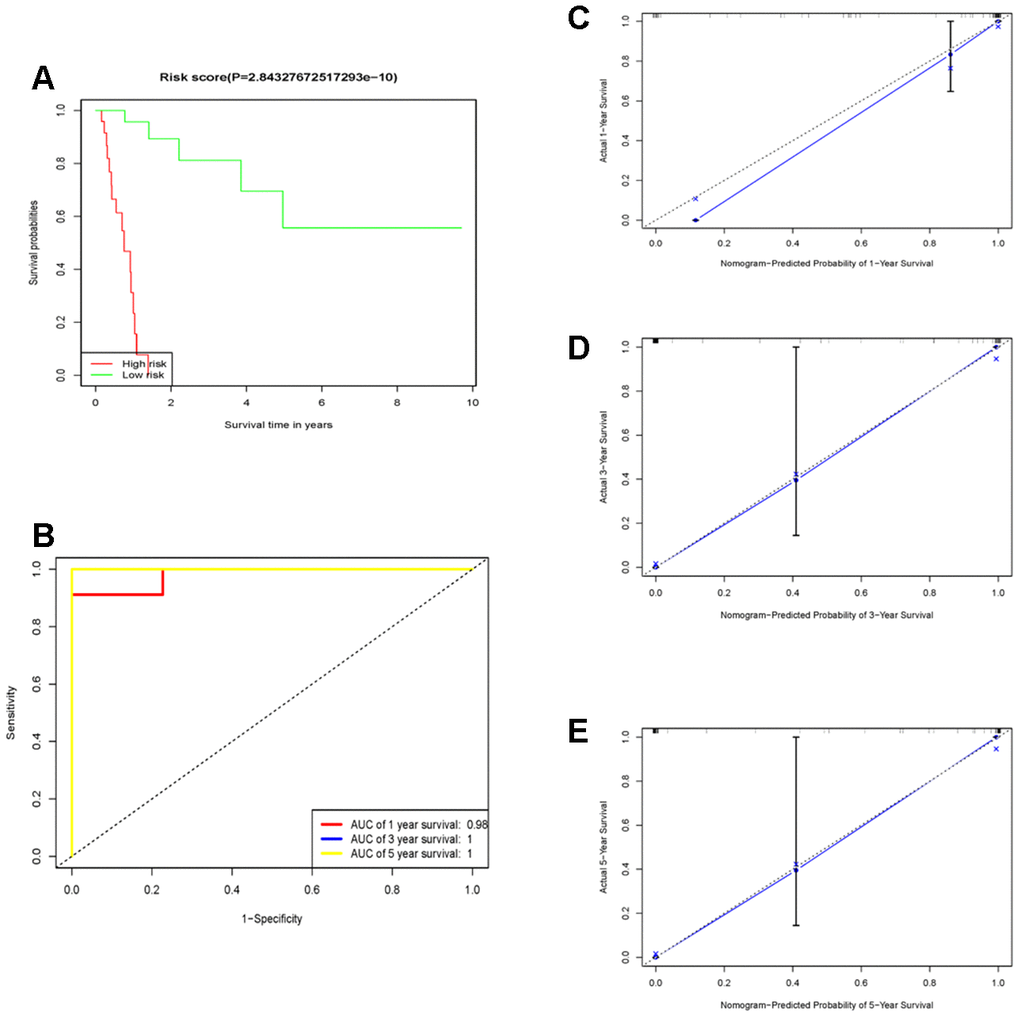 The prognostic performance of the 10 genes model in the TCGA-STAD. (A) Survival analysis of the high-risk group and the low-risk group using Kaplan–Meier curves. (B) The prognostic efficiency of the 10 genes model for survival time. ROC curves of the 10 genes signature for predicting 1-, 3 -and 5- year survival were analyzed. (C–E) The comparison between predicted and actual outcome for 1-, 3-, and 5-year survival probabilities was showed in the calibration plots.