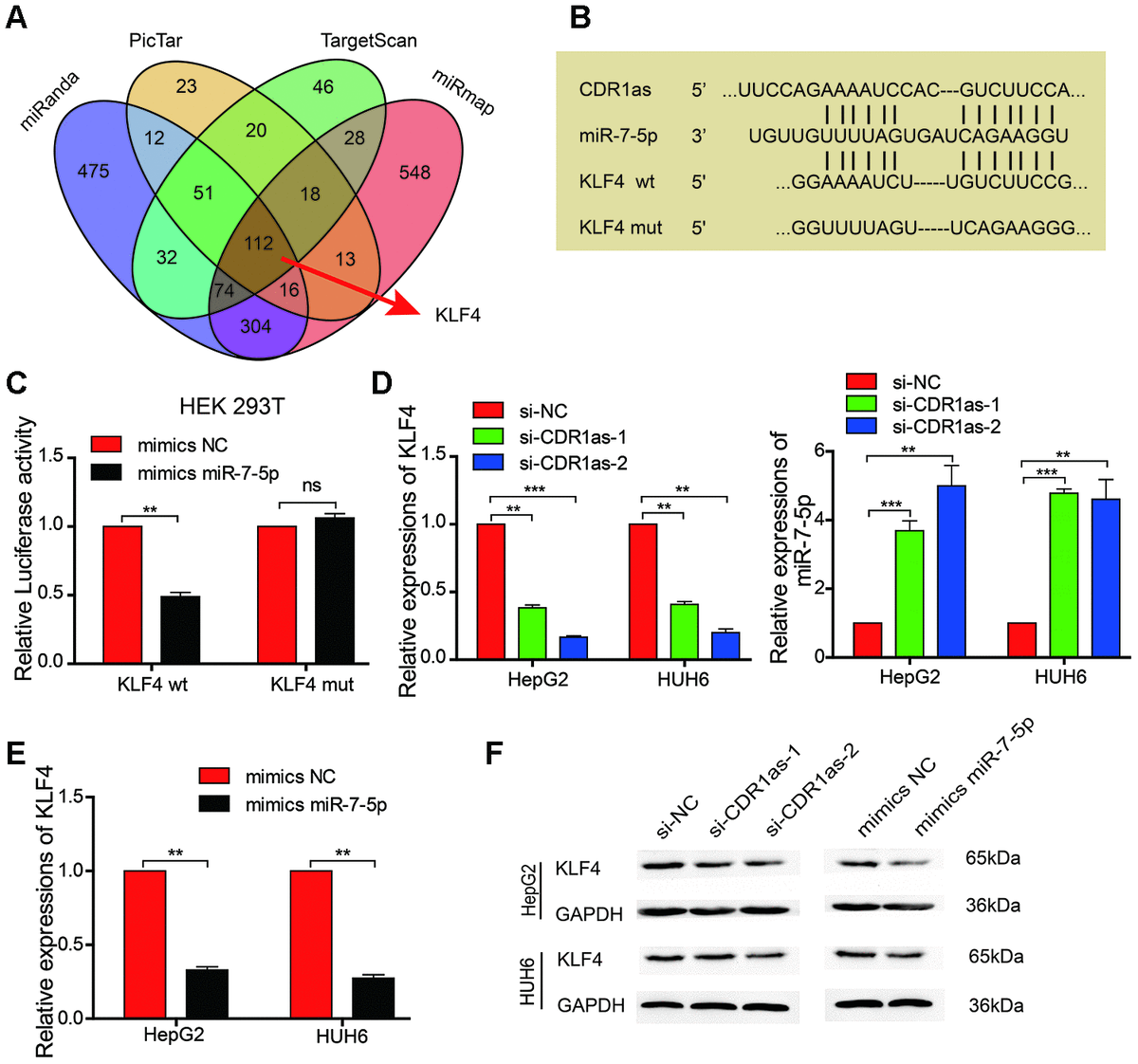 circrna-cdr1as-promotes-hepatoblastoma-proliferation-and-stemness-by