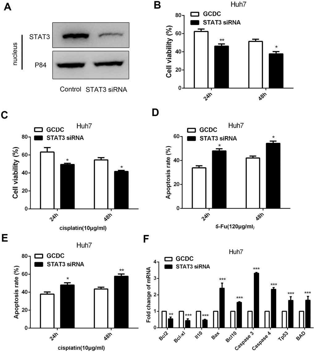GCDC promotes chemoresistance of HCC through the STAT3 signaling pathway. (A) Western blotting was used to assess the effect of siRNA on the STAT3 expression. P84 was used as an internal reference. (B, C) Cell viability was detected by the CCK-8 assay. *PD, E) Cell apoptosis was analyzed using flow cytometry. *PF) The expression of apoptotic and anti-apoptotic genes in Huh7 cells was examined by reverse-transcriptase-polymerase chain reaction (RT-PCR) assays. **P