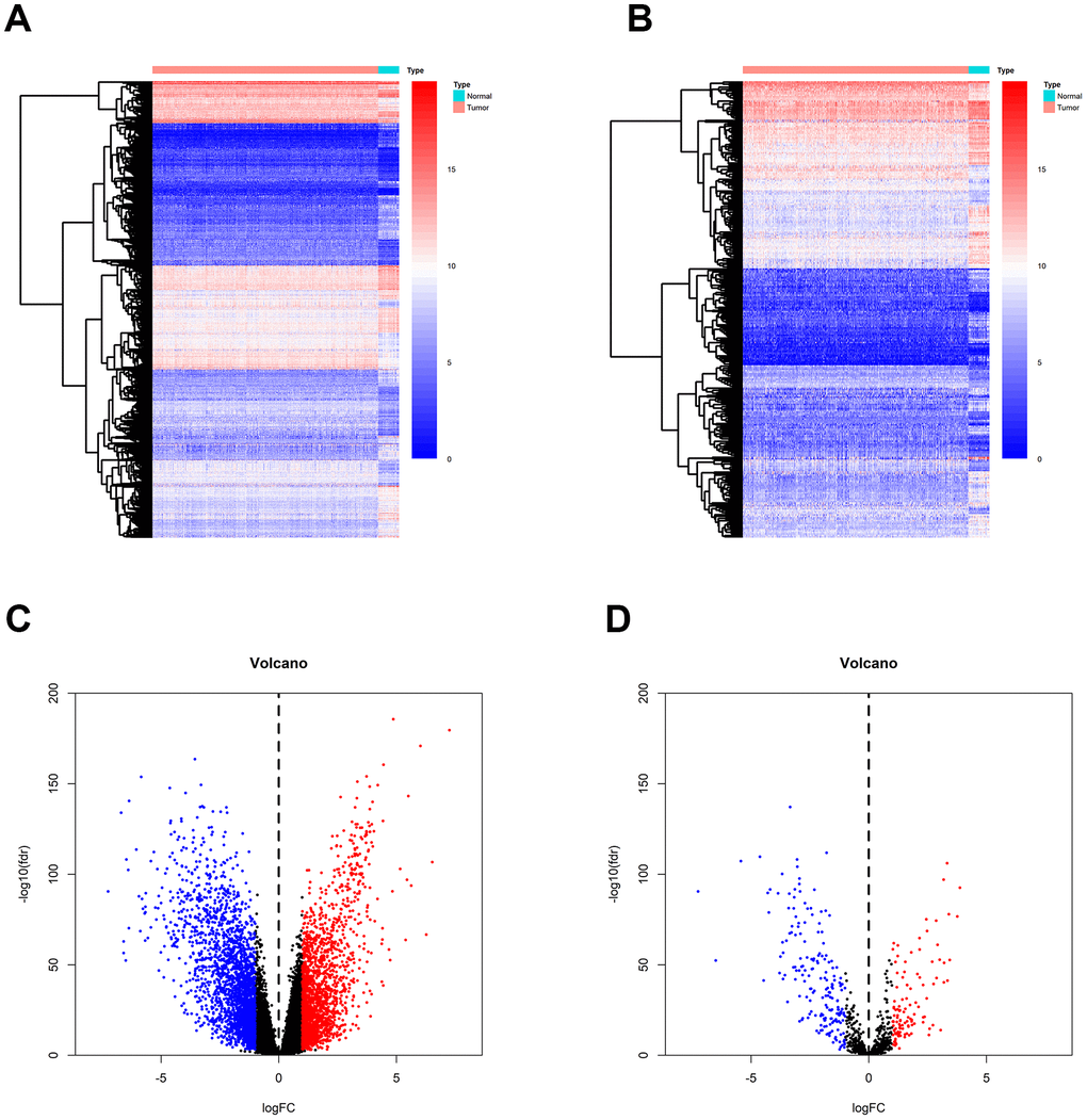 Identification of DEGs and IRGs between breast tumor and normal breast tissues from the TCGA database. (A, C) Heatmap and volcano plot of DEGs between breast tumor and normal breast tissues. (B, D) Heat map and volcano plot of IRGs between breast tumor and normal breast tissues.