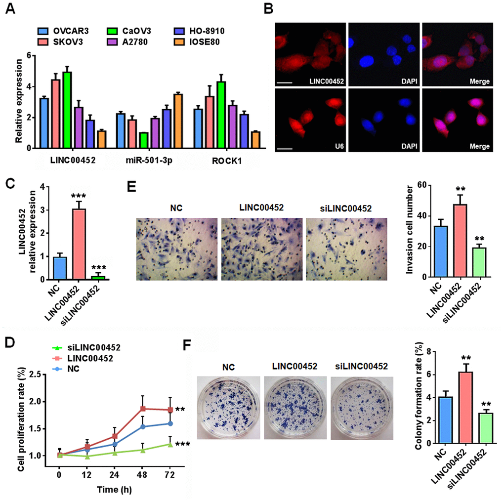 LINC00452 promotes ovarian cancer cell carcinogenic properties. (A) qPCR analysis displaying mRNA expression of LINC00452, miR-501-3p and ROCK1 in a panel of ovarian cancer cell lines and normal ovary epithelial cell line IOSE80. (B) RNA FISH results showing that LINC00452 was mainly located in the cytoplasm of CaOV3 cells. U6 was used as a control for nuclear localization. (C) Validation of LINC00452 expression in LINC00452-overexpressing and knockdown CaOV3 cells by qPCR. *** p D) Time-dependent cell proliferation determined by MTT assay. LINC00452-overexpressing cells exhibited a growth advantage while LINC00452-knockdown cells displayed a growth defect over control CaOV3 cells. ** p E) Cell migration/invasion capacity determined by transwell assay. Upregulation of LINC00452 promoted whereas downregulation of LINC00452 compromised cell migration and invasion of CaOV3 cells. ** p F) Colony-formation assay showing enhanced cell growth upon increasing LINC00452 and defective cell growth upon decreasing its expression. ** p 