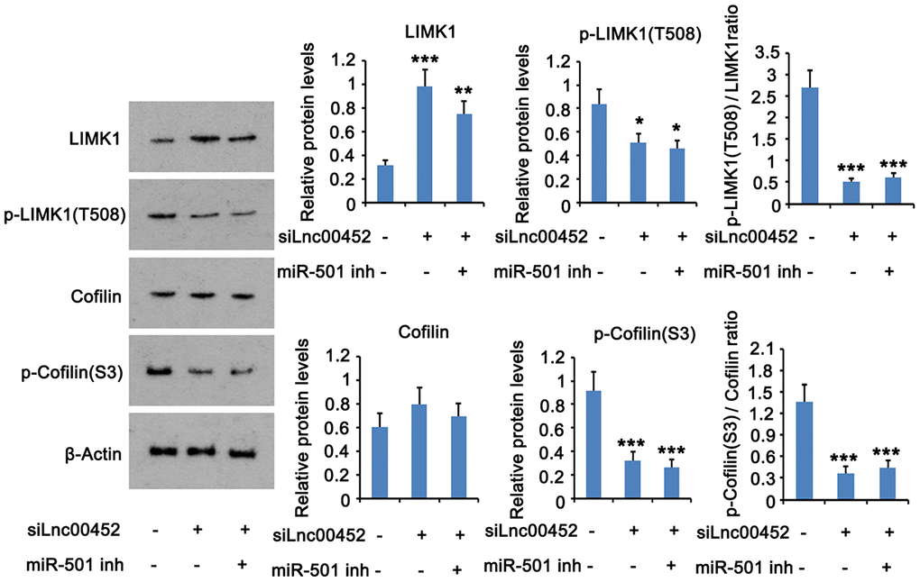 LINC00452 activates the downstream signals of ROCK1 protein. LINC00452 was knocked down alone or in combination with miR-501-3p knockdown. The protein levels of p-LIMK1, LIMK1, p-cofilin and cofilin were assessed in CaOV3 using western blot assay. * p 