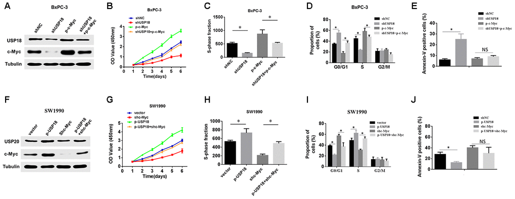 c-Myc is required for USP18-mediated pancreatic cancer growth. (A) Overexpression of ectopic c-Myc attenuated the loss of c-Myc expression in BxPC-3/shUSP18 cells. (B–D) CCK-8 assay, Edu assay and flow cytometry show that the overexpression of ectopic c-Myc significantly rescued the decreased cell proliferation ability of BxPC-3/shUSP18 cells, *pE) Results are expressed as the calculated percentage of Annexin-V-positive cells. *pF) Knockdown of c-Myc expression markedly inhibited the increase in c-Myc expression observed in SW1990/p-USP18 cells. (G–I) CCK-8 assay, Edu assays and flow cytometry demonstrate that c-Myc inhibition significantly reduced the USP18-enhanced cell proliferation observed in SW1990/p-USP18 cells. (J) Results are expressed as the calculated percentage of Annexin-V-positive cells. *p