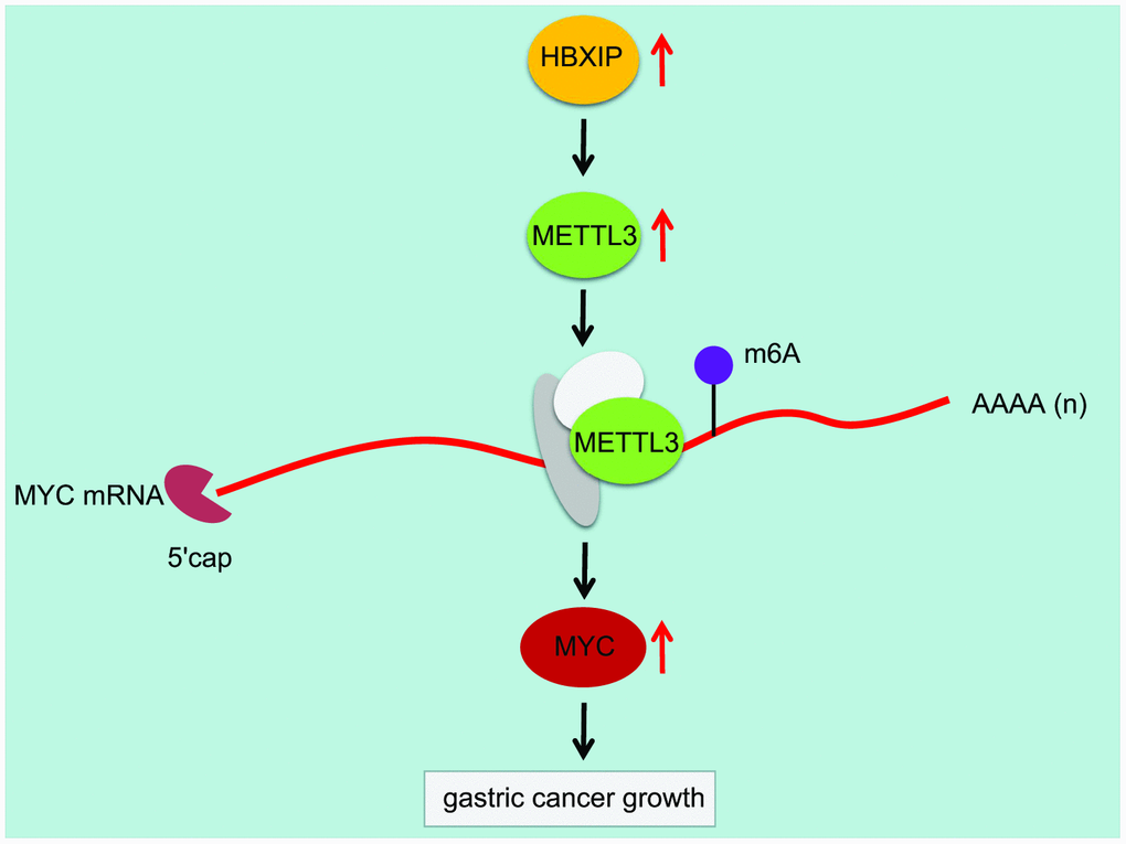 Mechanism diagram illustrating that HBXIP increased the expression pattern of MYC by mediating METTL3-mediated m6A modification of MYC mRNA, thereby promoting the occurrence and development of GC.