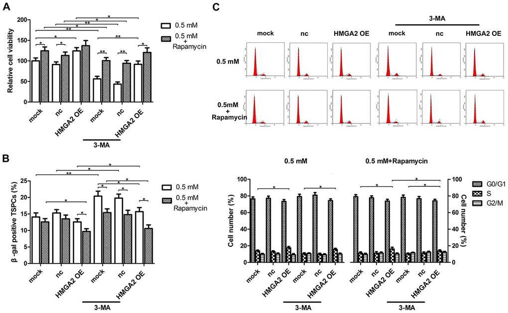 Autophagy blockage abolishes the protective effects of HMGA2 overexpression against H2O2-induced cell death, cell senescence and decreased S-phase cell number. hTSCs transfected with lenti-HMGA2 (HMGA2 OE) or the empty virus (nc) were incubated with 3-MA and rapamycin for 24 h, alone or in combination as indicated, and subsequently exposed to 0.5 mM H2O2 treatment. Untransfected cells (mock) were included for comparison. (A) Cell viability was determined by the CCK-8 assay after 24 h of H2O2 treatment. (B) Cell senescence was assessed by β-gal staining after 72 h of H2O2 treatment. (C) Cell cycle analysis was performed by flow cytometry after 24 h of H2O2 treatment. The data shown are from three replicates and are indicated as mean ± SD. *p 