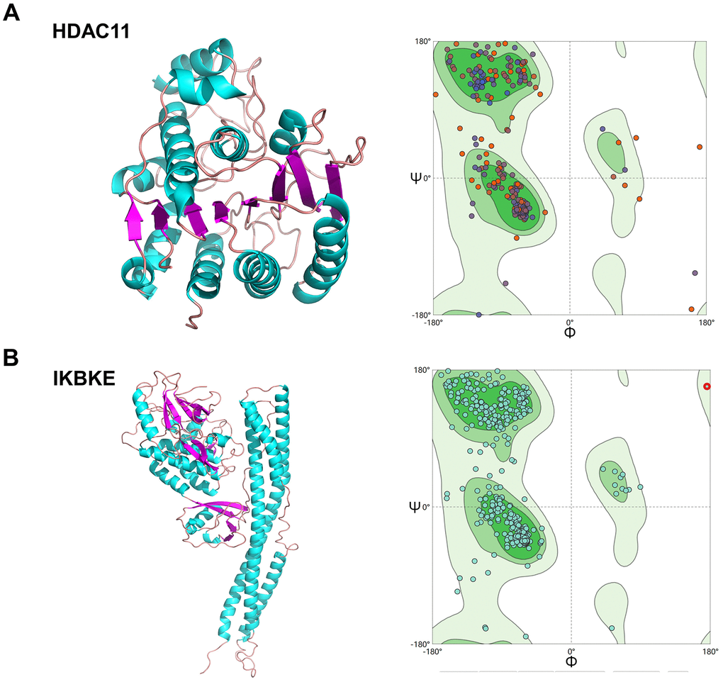 Homologous modeling of HDAC11 and IKBKE protein structure. (A) 3D structure of HDAC11 and IKBKE. (B) Ramachandran plot analysis.