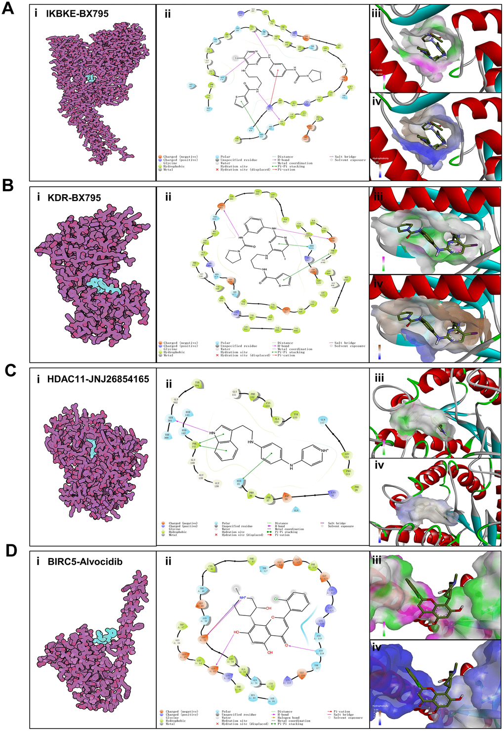 Binding mode of screened drugs to their targets by molecular docking. (A) Binding mode of BX795 to IKBKE. (B) Binding mode of BX795 to KDR. (C) Binding mode of JNJ26854165 to HDAC11. (D) Binding mode of Alvocidib to BIRC5. (i), Cartoon representation, overlay of the crystal structures of small molecule compounds and their targets were illustrated by Molecule of the Month feature. (ii), 2D interactions of compounds and their targets. (iii, iv) Three-dimensional structures of the binding pockets were showed by PyMOL software. (iii), Coloring is from carmine (for strong H-bonds) to green (for poor H-bonds). (iv), Coloring is from magenta (for strong hydrophobic regions) to blue (for poor hydrophobic regions).