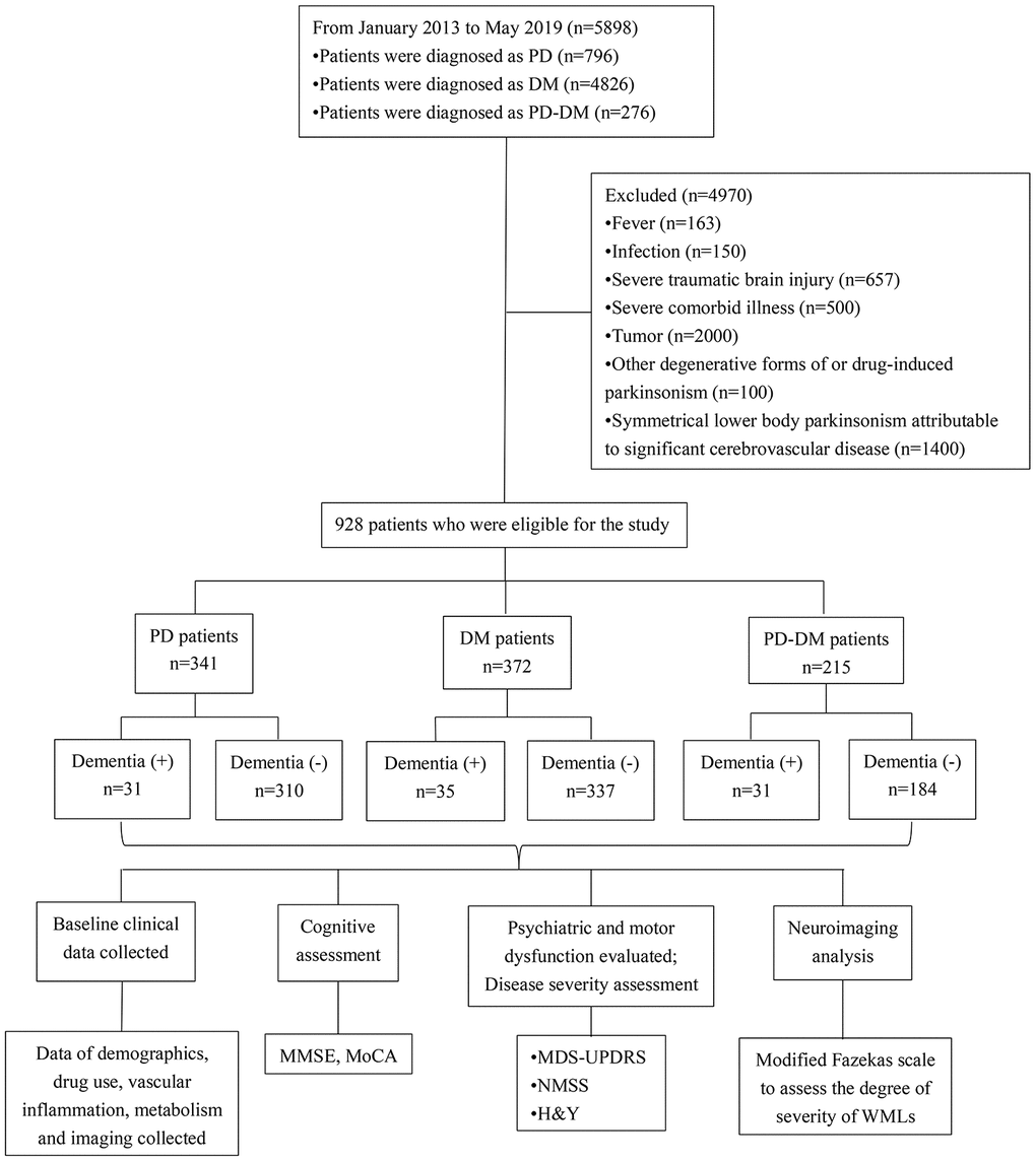 Flow diagram of patients with dementia diagnosed with PD, DM, or PD-DM and the clinical investigations conducted. PD - patients with Parkinson’s disease without type 2 diabetes mellitus; DM - type 2 diabetes mellitus without Parkinson’s disease; PD-DM - patients with Parkinson’s disease and type 2 diabetes mellitus; MDS-UPDRS - Movement Disorder Society–Unified Parkinson’s Disease Rating Scale; H&Y - the modified Hoehn and Yahr staging scale; NMSS - nonmotor symptoms scale for Parkinson’s Disease; MMSE - Mini Mental State Examination; MoCA - Montreal Cognitive Assessment; WMLs - White matter lesions.