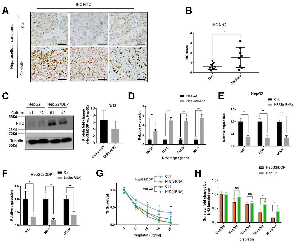 Nrf2 activation contributes to cisplatin-resistance of HepG2/DDP cells. (A) Nrf2 protein levels were increased in hepatocellular carcinoma tissues from patients undergone cisplatin treatment. Sections of paraffin-embedded hepatocellular carcinoma tissues were stained with a Nrf2-specific antibody in immunochemistry (IHC) experiments. Representative images were shown. Scale bars are 20 μm. (B) Quantifying Nrf2 expression in tumor tissues from 16 patients (8 undergone cisplatin treatment). Scores were obtained by pathologists according to hospital protocols. Statistical analysis by student’s t-test showed significant difference (*, PC) Nrf2 protein levels were elevated in cisplatin-resistant HepG2/DDP cells. Cell lysates of HepG2 and cisplatin-resistant HepG2/DDP from 2 different cultures were subjected to Western blot analysis with Nrf2 and Tubulin antibodies separately. Shown are samples from two different cultures. Representative images of were shown. Quantification of N= 2 biological repeats were shown in bar graph. (D) Nrf2 target gene expression was upregulated in HepG2/DDP cells. mRNA was isolated from HepG2 and HepG2/DDP and the relative mRNA levels of Nrf2 target genes (NQO1, GCLC, GCLM and HO-1) was compared by RT-qPCR. Relative expression of each gene as compared to that in HepG2 cells in fold change. Significance was tested by student’s t-test (** PE, F) Nrf2 knockdown repressed target genes expression in HepG2 and HepG2/DDP cells. Nrf2 was knocked down by transfecting cells with siRNA pools specific to Nrf2 gene for 48 hours. mRNA was isolated and RT-qPCR was conducted with specific primers for both Nrf2 gene and its target genes (HO-1 and GCLM). For each gene, data were normalized to non-transfected controls (Ctrl). Significance was tested by student’s t-test (* PG) Nrf2 knockdown sensitized HepG2/DDP cells to cisplatin. HepG2/DDP and HepG2 cells were transfected with siRNAs specific to Nrf2 gene for 48 hours and cells were treated with cisplatin at indicated concentrations for 24 hours. Cell survival was measured with Cell Titer-Glo reagent. Data from 3 independent experiments was normalized to the average of non-treated controls. Significance was tested by student’s t-test (* PH) Survival fold change by Nrf2 knockdown. Data in (G) were used to calculate the fold change caused by Nrf2 siRNA knockdown at each cisplatin concentration. Significance was tested by student’s t-test (* P