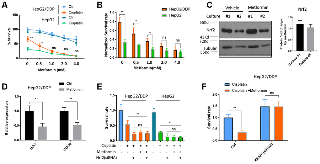 Metformin increased cisplatin sensitivity of HepG2/DDP through down-regulation of Nrf2-dependent transcription. (A) Metformin sensitized HepG2/DDP cells to cisplatin. HepG2/DDP and HepG2 cells were treated with metformin at various concentrations and cell survival was measured by Cell Titer-Glo. Relative percentage of survival after 10 ug/mL cisplatin treatment for 24 hours was plotted. Difference between cisplatin-treated HepG2/DDP and HepG2 was tested by student’s t-test (** PB) Data from (A) were normalized to cisplatin non-treated controls and shown in bar plot. Metformin’s effect on HepG2/DDP and HepG2 was tested by student’s t-test (** PC) Metformin treatment did not affect Nrf2 protein levels. HepG2/DDP cells were treated with or without 1mM metformin for 24 hours and total cell lysates were subjected to Western blotting. Culture #1 and #2 were different cell clones. Representative images of were shown. Quantification of N= 4 biological repeats were shown in bar graph. (D) Metformin repressed Nrf2 target genes expression. HepG2/DDP cells were treated with or without 1mM metformin for 24 hours and mRNA was isolated and reversed transcribed. RT-qPCR were carried out with HO-1 and GCLM specific primers. For each gene, data of cisplatin-treated samples were normalized to that of non-treated controls. Significance was tested by student’s t-test (* PE) Metformin and Nrf2(siRNA) had no additive effect on increasing cisplatin toxicity. HepG2/DDP and HepG2 cells were transfected with Nrf2-specific siRNAs for 24 hours then treated metformin for 24 hours. 10ug/ml cisplatin were added for another 24 hours and relative cell viability was measured with Cell Titer-Glo. Data from 2 independent experiments were normalized to the average of non-treated controls. Significance was tested by student’s t-test (ns, not significant, * PF) Nrf2 activation prevented metformin from increasing cisplatin toxicity. HepG2/DDP cells were treated as in (E) except KEAP1-specific siRNA was transfected. Data from 4 independent experiments were normalized to the average of metformin non-treated control. Significance was tested by student’s t-test (ns, not significant, ** P