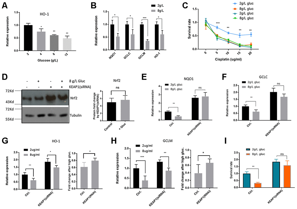 High glucose medium suppressed Nrf2-mediated transcription in HepG2/DDP cells. (A) High glucose decreased Nrf2 target gene HO-1 expression in a dose-dependent manner. HepG2/DDP cells were cultured RPMI-1640 with indicated concentrations of glucose medium for 24 hours and total mRNA was extracted and reverse transcribed. RT-qPCR was carried out to compare the relative expression of HO-1. Significance was tested by student’s t-test (*PB) Glucose at 8g/L suppressed other Nrf2 target genes. Experiments were conducted as in (A) by using qPCR primers specific to NQO1, GCLC and GCLM. Data were normalized to 2g/L glucose (normal RPMI glucose concentration) for each individual gene. Significance was tested by student’s t-test (*PC) Glucose at 8g/L increased cisplatin killing of HepG2/DDP cells. HepG2/DDP and HepG2 cells cultured in normal RPMI-1640) were shifted to normal (2g/L) or high glucose (8g/L) RPMI-1640 for 24 hours then cisplatin at indicated concentrations was added. After 24 hours, cell viability was measured with Cell Titer-Glo. Data from 2 independent experiments were normalized to the average of non-treated controls. Significance was tested by student’s t-test (** PD) KEAP1 knockdown increased Nrf2 protein levels in a glucose-independent manner. HepG2/DDP cells were transfected with KEAP1-specific siRNAs for 24 hours and shifted to normal or high glucose medium for 24 hours. Total cell lysates were analyzed by SDS-PAGE and Western blotting. Representative images were shown. Quantification of N= 2 biological repeats were shown in bar graph. (E–H) KEAP1 knockdown prevented glucose from suppressing Nrf2 target genes. siRNA knockdown and glucose conditioning conducted as in (D). Relative expression of indicated genes was quantified by RT-qPCR. Comparison of fold change was shown in (G) and (H). Significance was tested by student’s t-test ((* PI) KEAP1 knockdown preventing glucose from enhancing cisplatin toxicity. siRNA knockdown and glucose conditioning conducted as in (D). HepG2/DDP cells then treated with cisplatin (10ug/ml) for 24 hours. Relative cell viability was measured by Cell Titer-Glo. Data from 2 independent of 3 replicates were normalized to the control and analyzed with student’s t-test (** P