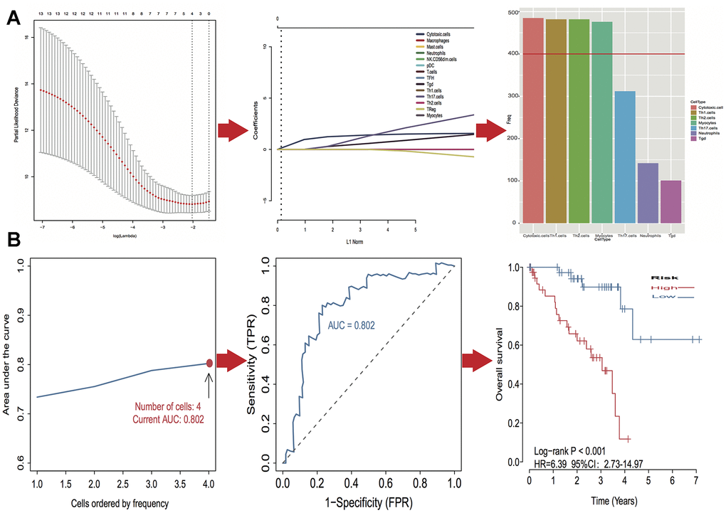 Identification of optimal cell signature for overall survival (OS) prediction. (A) The process of building the signature containing four cell types (3 immune cells and 1 stromal cell) and the coefficients calculated using the lasso method: from 500 iterations of lasso-penalized multivariate modeling, four cell types were reported as optimal for survival prediction more than 400 times; (B) The AUC curves of cell type models and Kaplan–Meier survival analysis of four-cell-type model in TCGA. Then the number of cells is four, the value of AUC is the highest (0.802). Kaplan–Meier curves indicated that there is a significant difference between high- and low-risk groups (log-rank P 