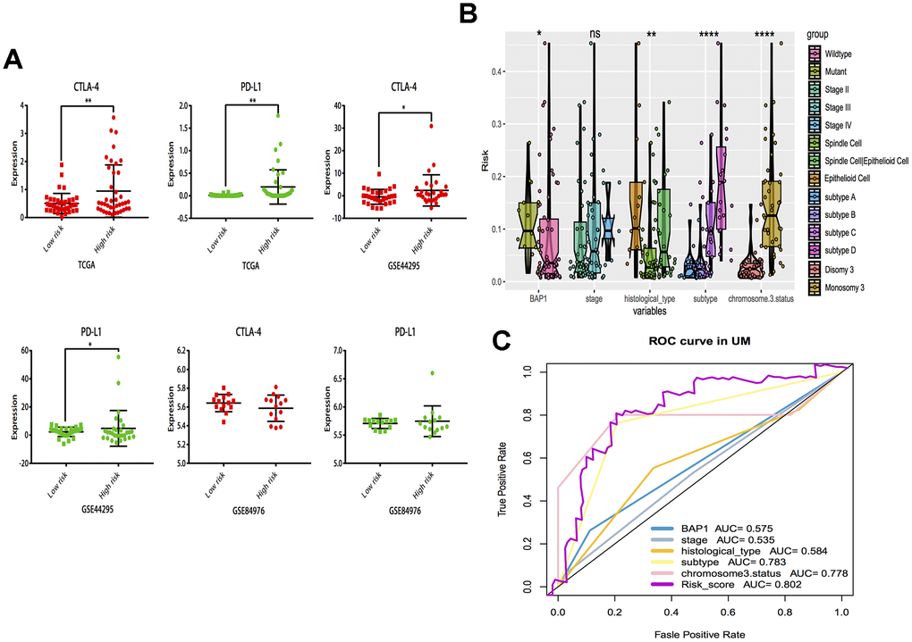 Subgroup analysis and risk score distribution. (A) Box-plot analysis of high and low groups in CTLA-4 and PD-L1 expression. (B) The association between risk score distribution and established prognostic markers, including BAP1 mutant, tumor stage, histological type, chromosome 3 status, and molecular subtype. (C) The 3 years area under the curve (AUC) of risk score and prognostic markers (BAP1 mutant, tumor stage, histological type, chromosome 3 status and molecular subtype) associated with OS in TCGA. *P P P P 