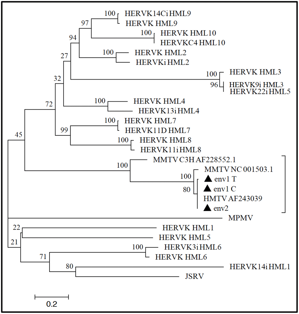 Phylogenetic analysis of MMTV env-like amplicons. ENV1-C, ENV1-T, and ENV2 amplicons (filled triangles) were analyzed to infer their phylogeny with respect to the other exogenous and endogenous betaretrovirus nucleotide sequences (see Materials and Methods for further details). The close relationship between the tree MMTVels amplicons and both MMTV and HMTV was confirmed at the phylogenetic level, given that all the sequences grouped together in the same clade that was statistically supported by the maximum bootstrap value. The amplicons were instead not related to any of the HERV-K HML groups’ sequences, which were clearly clustered in a different phylogenetic clade. Evolutionary relationships were inferred by using the maximum likelihood method and the Kimura-2-parameter model, and the resulting phylogeny was tested using the Bootstrap method with 100 replicates. The length of branches indicates the number of substitutions per site.