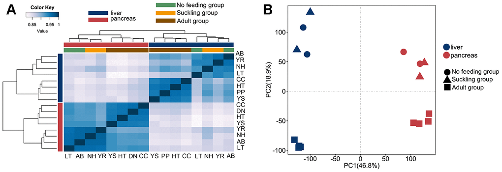 Clustering and PCA analyses of the expression for liver and pancreas samples. (A) Clustering of liver and pancreas samples based on log-transformed normalized CPM expression values. Distance between samples was measured by Spearman's rank correlation coefficient. (B) PCA of the log-transformed normalized CPM expression levels of all liver and pancreas samples. Species are represented by point shape. Tissues are represented by different colors.
