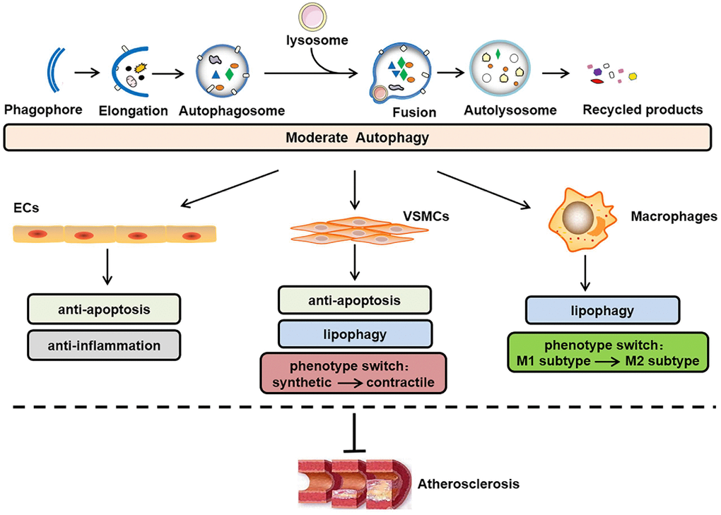 Role of moderate autophagy in atherosclerosis. The process of autophagy primarily involves the following steps: phagophore elongation, autophagosome formation, autophagosome-lysosome fusion, autolysosome formation, acidic hydrolase-mediated degradation of the autophagosome cargo and recycling of constituent macromolecules. In addition, moderate autophagy can inhibit atherosclerosis by protecting plaque cells (i.e., ECs, VSMCs, and macrophages) against apoptosis, inflammation, lipid accumulation, and abnormal phenotype switching. ECs, endothelial cells; VSMCs, vascular smooth muscle cells.