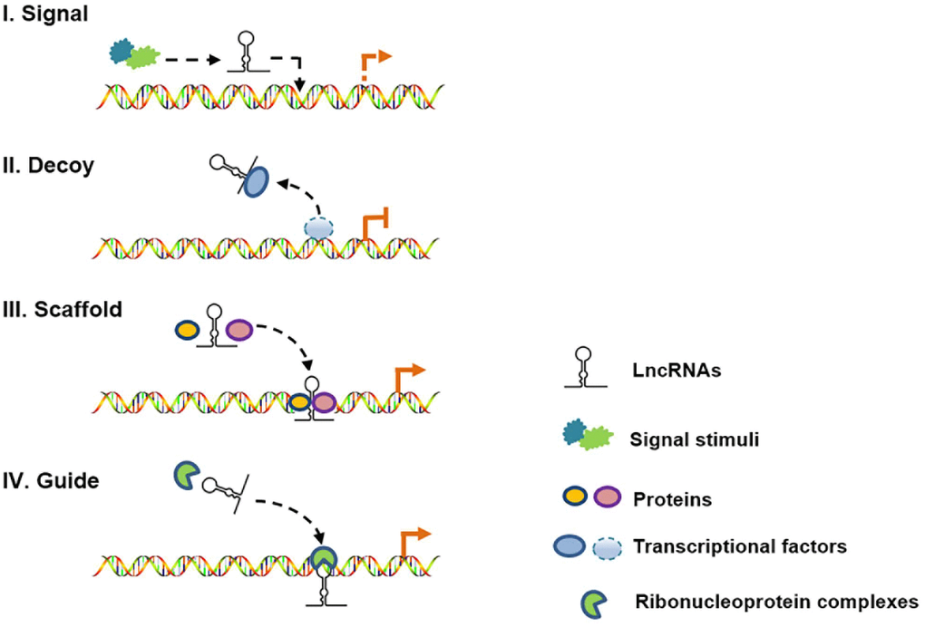 Schematic diagram of the four mechanisms of action of lncRNAs. (I) As molecular signals, lncRNAs are involved in gene transcription in response to various stimuli; (II) as decoys, lncRNAs can repress gene transcription by titrating transcription factors; (III) as scaffolds, lncRNAs can recruit different proteins to target genes; and (IV) as guides, lncRNAs can localize particular ribonucleoprotein complexes to specific chromatin targets.