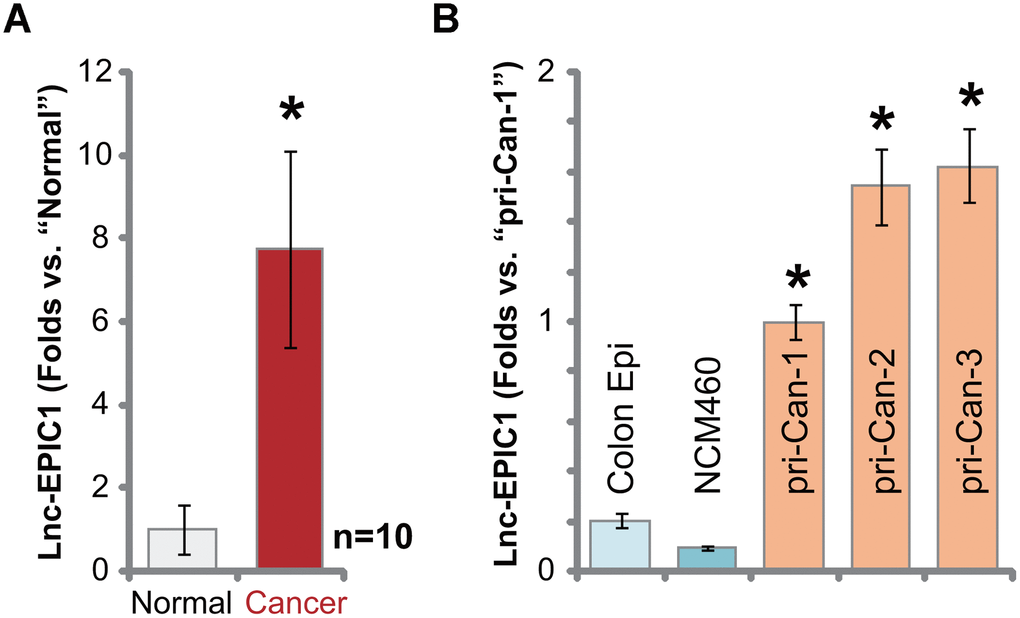 Lnc-EPIC1 is elevated in human colon cancer tissues and cells. Expression of Lnc-EPIC1 in the primary colon cancer tissues (“Cancer”) and matched surrounding normal colon mucosa epithelial tissues (“Normal”) of ten different human patients (n=10) was tested by qPCR (A); The relative expression of Lnc-EPIC1 in primary human colon cancer cells, “pri-Can-1/-2/-3”, NCM460 cells or primary human colon epithelial cells (“Colon Epi”) was shown (B). Data presented as mean ± standard deviation (SD). * p