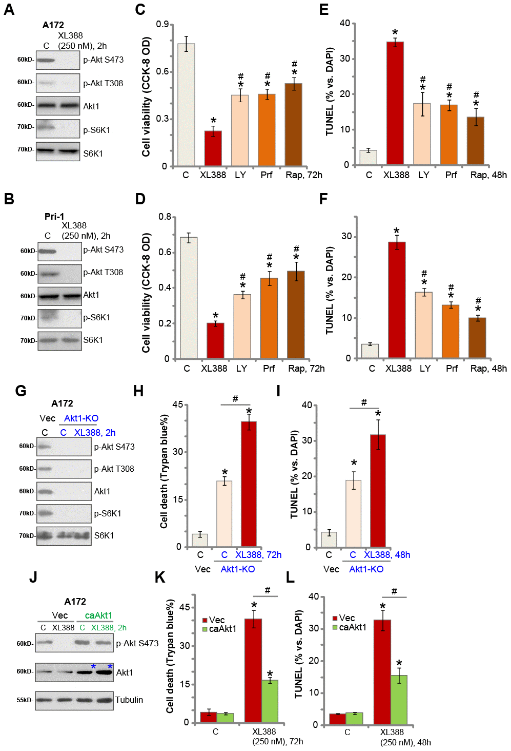 XL388-induced anti-glioma cell activity is through Akt-mTOR-dependent and -independent mechanisms. A172 cells or the primary human glioma cells, Pri-1, were treated with XL388 (250 nM), and cultured for 2h, and expression of listed proteins was shown (A and B). A172 cells or the Pri-1 primary human glioma cells were treated with XL388 (250 nM), LY294002 (“LY”, 1 μM), perifosine (“Prf”, 5 μM) or rapamycin (“Rap”, 500 nM) for 48-72h, then cell viability and apoptosis were tested by CCK-8 (C and D) and TUNEL staining (E and F) assays, respectively. Stable A172 cells with the CRISPR/Cas9-Akt1-KO construct (“Akt1-KO” cells) or empty vector (“Vec”) were treated with or without XL388 (250 nM) for applied time, and cultured for applied time periods, and expression of listed proteins was shown (G);Cell death and apoptosis were tested by Trypan blue staining (H) and nuclear TUNEL staining (I) assays, respectively. Stable A172 cells with a constitutive-active Akt1 (S473D, “ca-Akt1”) or empty vector (“Vec”) were treated with or without XL388 (250 nM) for applied time, and expression of listed proteins was shown (J); cell death and apoptosis were tested by Trypan blue staining (K) and nuclear TUNEL staining (L) assays, respectively. Data were presented as mean ± SD (n=5).* p #p C–F). #p H, I, K and L). Experiments in this figure were repeated three times, and similar results were obtained.