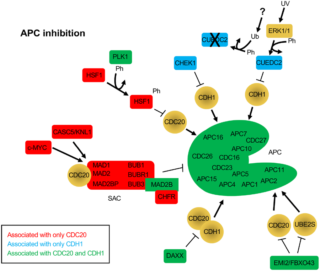 Protein inhibitors of the APC that function through CDC20 and/or CDH1. The BioGRID database was separately searched for CDC20 and CDH1 interactors. To avoid confusion with the cadherin 1 gene (also called CDH1), the alias FZR1 was used to search for the CDH1 coactivator. 181 nodes were identified for FZR1, identifying 801 physical, and 18 genetic edges (see Supplementary Figure 2). For CDC20, 175 nodes were identified, with 911 physical edges and 8 genetic edges (see Supplementary Figure 3). All protein nodes identified were searched using PubMed. Proteins found to inhibit the APC, but not serve as substrates, are shown here. Proteins unique to CDC20 are shown in red, those unique to CDH1 are shown in blue, and those identified in both searches are shown in green. All APC subunits were identified in both searches. Ph, phosphorylation; Ub, ubiquitination.