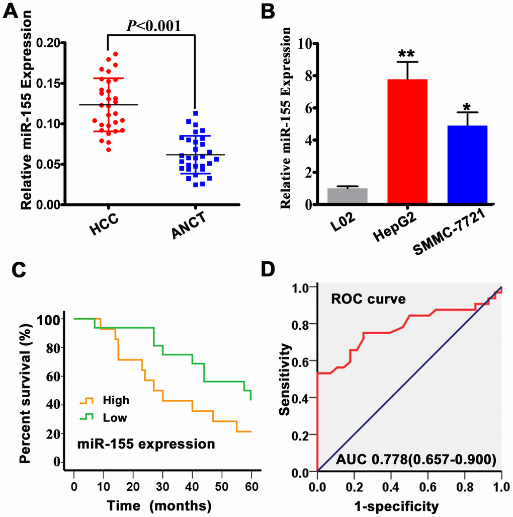 MiR-155 is overexpressed in HCC tissues and cells. (A) miR-155 expression in HCC and adjacent non-cancer tissues (ANCT) was measured by qRT-PCR (n=30; PB) qRT-PCR analysis of miR-155 transcripts in L02, HepG2, and SMMC-7721 cells (n=3; **PPC) Kaplan-Meier analysis showing the association between miR-155 expression and overall survival (OS) in HCC patients. (D) ROC curve and AUC statistics indicating the diagnostic performance of high miR-155 expression on HCC. Error bars represent the SD of the mean from at least three independent experiments.